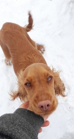 Angol cocker spániel