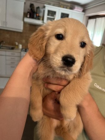 Golden Retriever