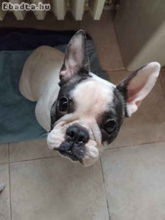 Francia bulldog 11 hónapos