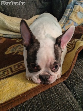 Francia bulldog 11 hónapos