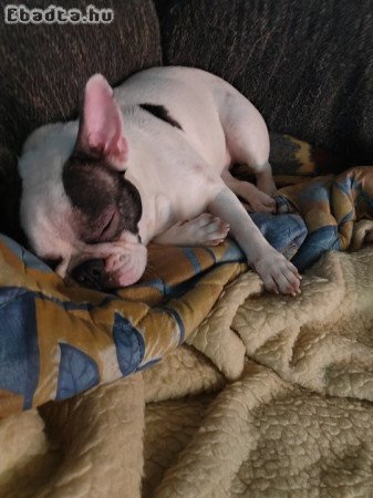 Francia bulldog 11 hónapos