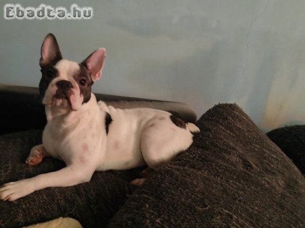 Francia bulldog 11 hónapos