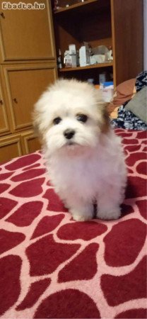 Bichon havanese kan