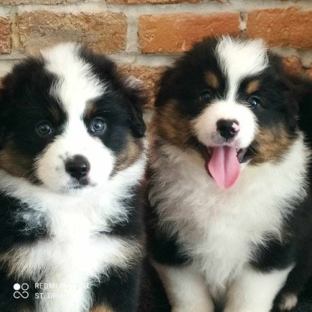 Mini Aussie/Mini Amerikai Juhász