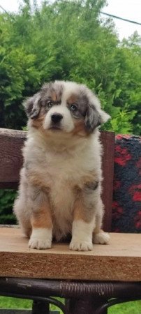 Mini Aussie/Mini Amerikai Juhász