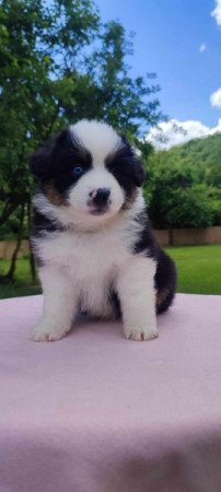 Mini Aussie/Mini Amerikai Juhász