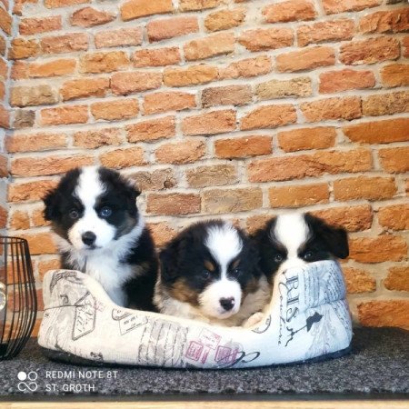 Mini Aussie/Mini Amerikai Juhász