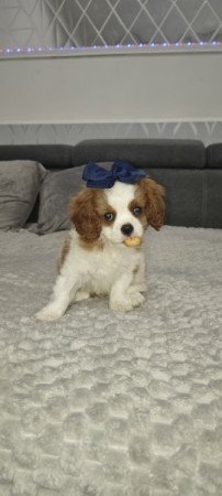 Cavalier king Charles spániel