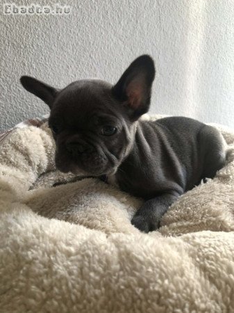 Francia bulldog kiskutyák