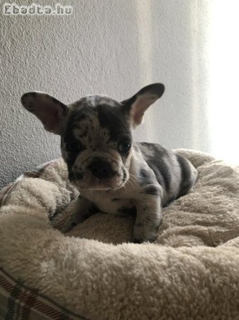 Francia bulldog kiskutyák