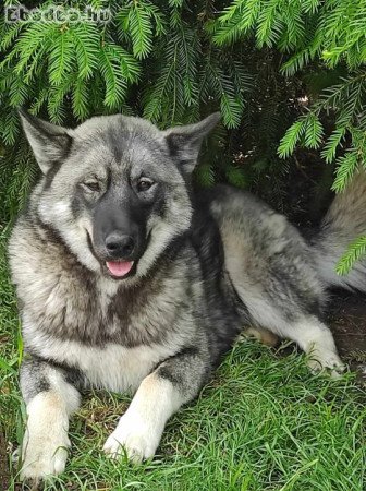 Ivartalanított husky ingyen elvihető heves megye