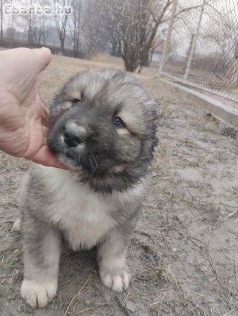 Kaukázusi Fiúk Kaukázusi Juhász