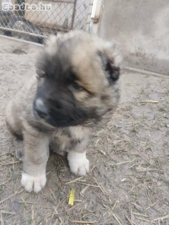 Kaukázusi Fiúk Kaukázusi Juhász