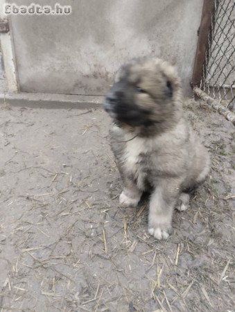 Kaukázusi Fiúk Kaukázusi Juhász