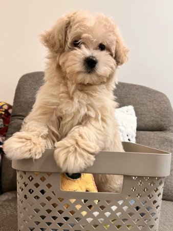 Maltipoo