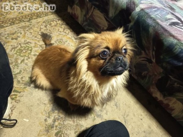 Eladó palota pincsi