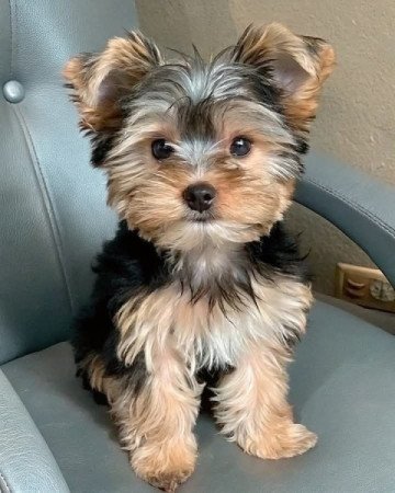 Yorkshire terrier