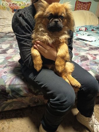 Eladó palota pincsi