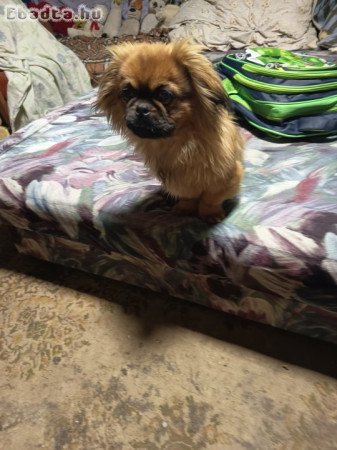 Eladó palota pincsi