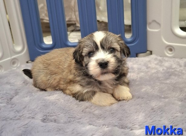 Bichon havanese