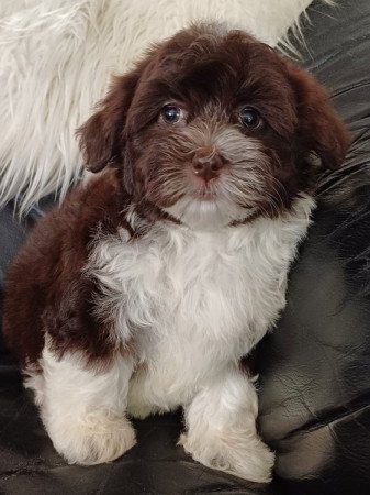 bichon havanese