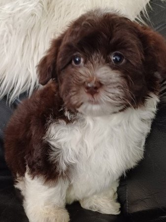 bichon havanese