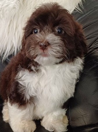 bichon havanese