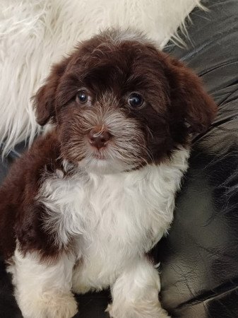 bichon havanese