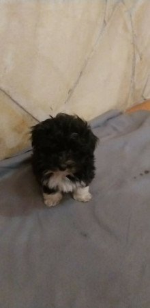 Bichon Havanese