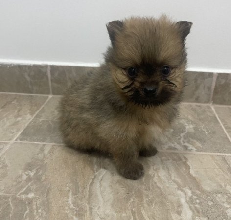 Pomerániai Törpe Spitz