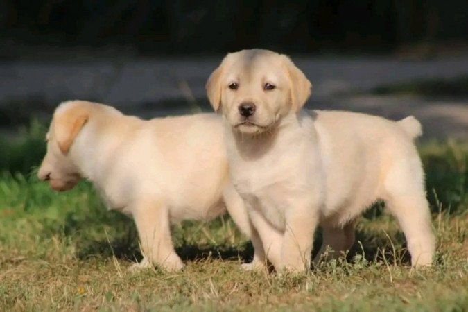 Labrador