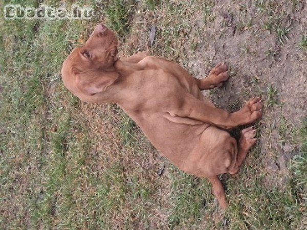 Eladó magyarvizsla kölyök