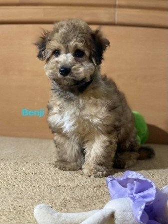 Maltipoo maltai selyem es torpe uszkar