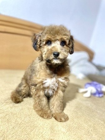 Maltipoo maltai selyem es torpe uszkar