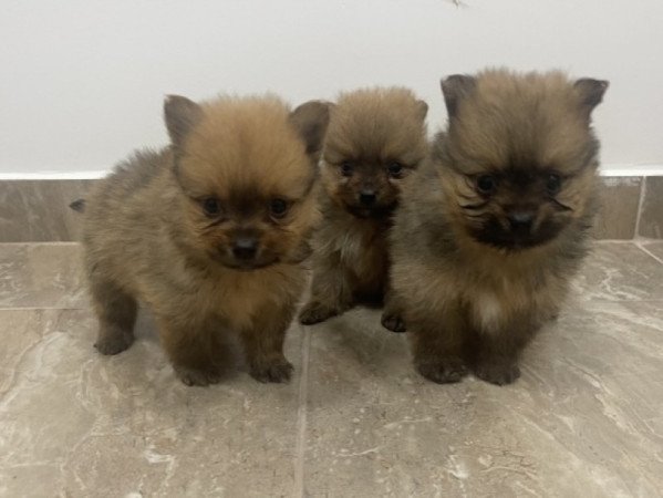 Pomerániai Törpe Spitz