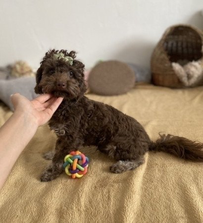 Csokolade maltipoo maltai es toy uszkar