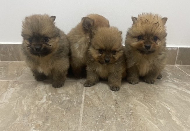 Pomerániai Törpe Spitz