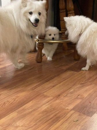 Német spicc kisfiú