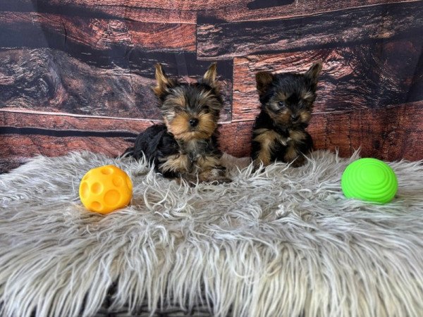 Yorkshire terrier