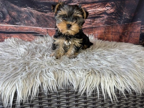 Yorkshire terrier