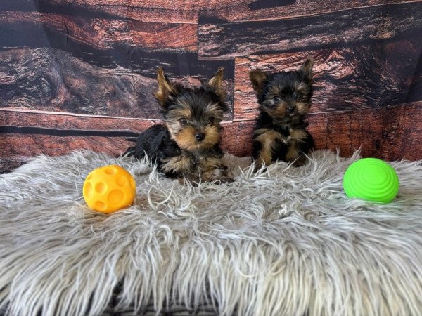Yorkshire terrier