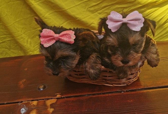 Yorkshire Terrier