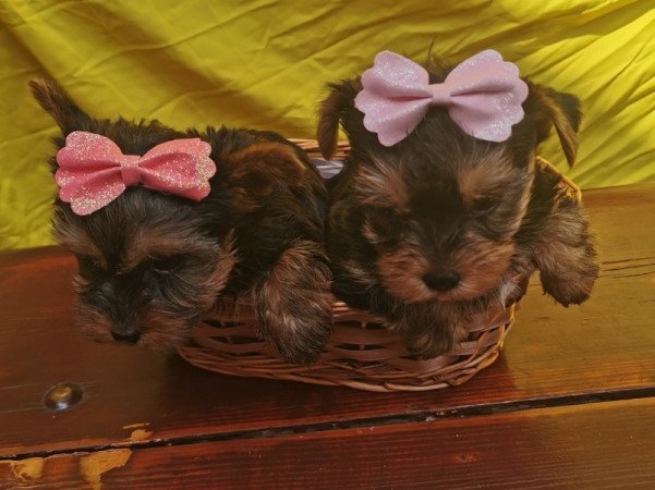 Yorkshire Terrier