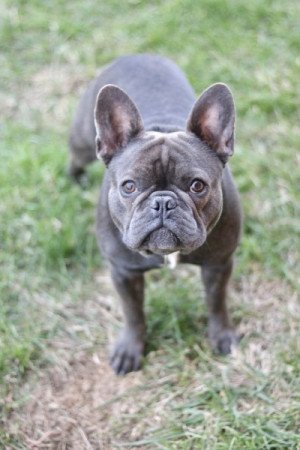 Francia bulldog