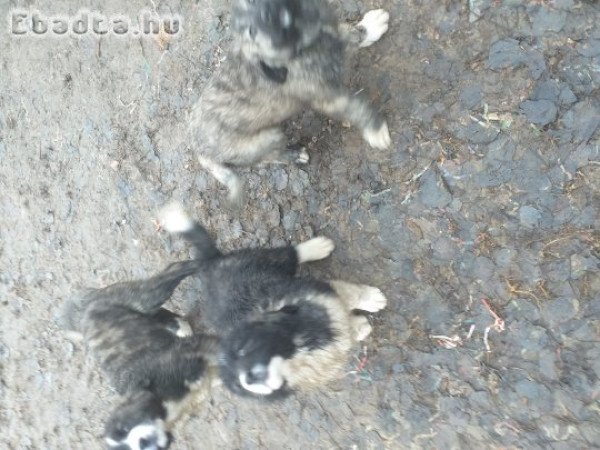 Kaukázusi kölykök eladók