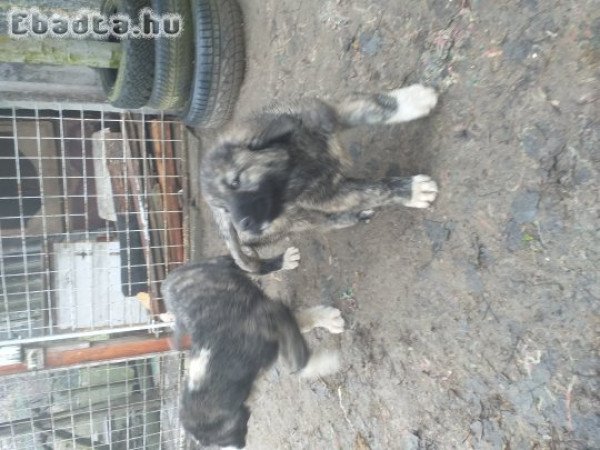 Kaukázusi kölykök eladók