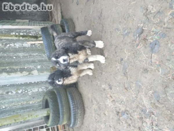 Kaukázusi kölykök eladók