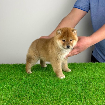 Törzskönyves Shiba Inu kan kiskutya