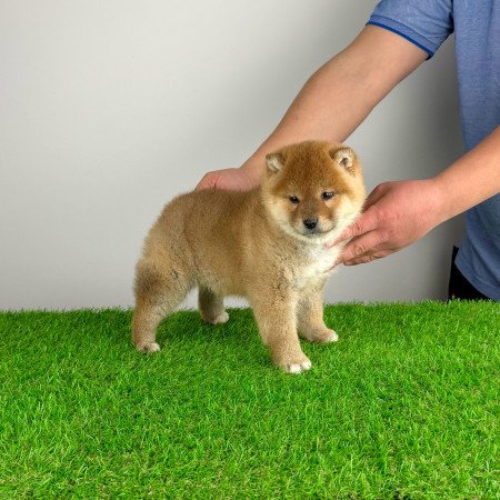 Törzskönyves Shiba Inu kan kiskutya
