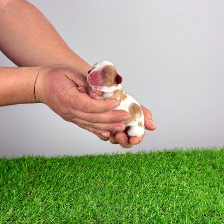 Törzskönyves Cavalier King Charles Spániel kiskutya